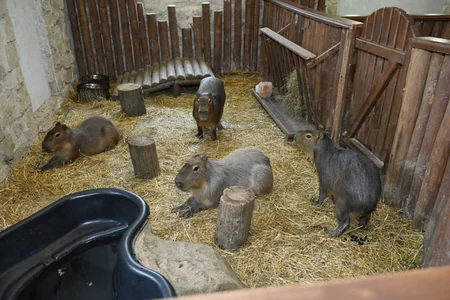 Лейла Алиева побывала на ферме Capybara Azerbaijan в Шамахы