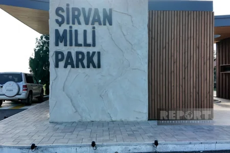 Şirvan Milli Parkında ceyranların sayı 7 mini ötüb