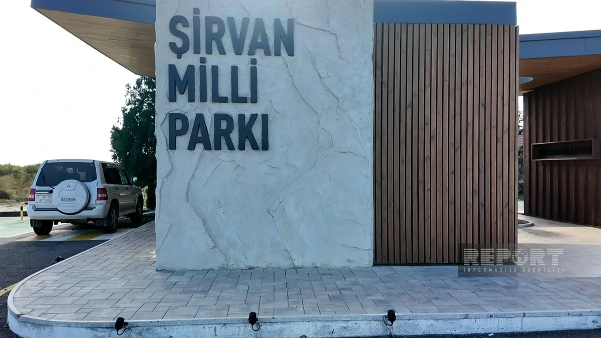 Şirvan Milli Parkında ceyranların sayı 7 mini ötüb