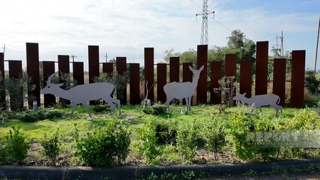 Şirvan Milli Parkında ceyranların sayı 7 mini ötüb