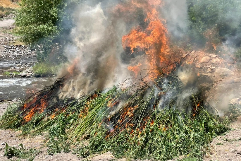 Xocalıda 2 800 ədəd çətənə kolu məhv edilib