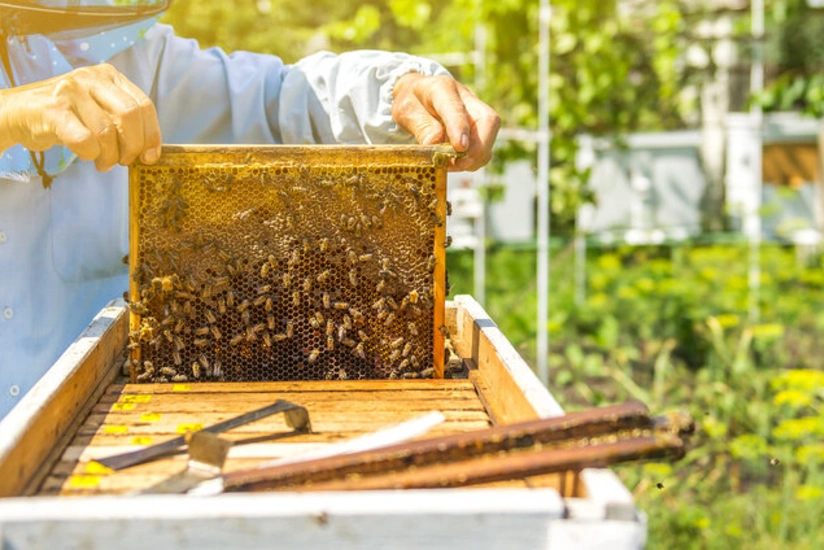 Bakıda arıçılıq məhsullarının növbəti Sərgi-Satış Yarmarkası keçiriləcək