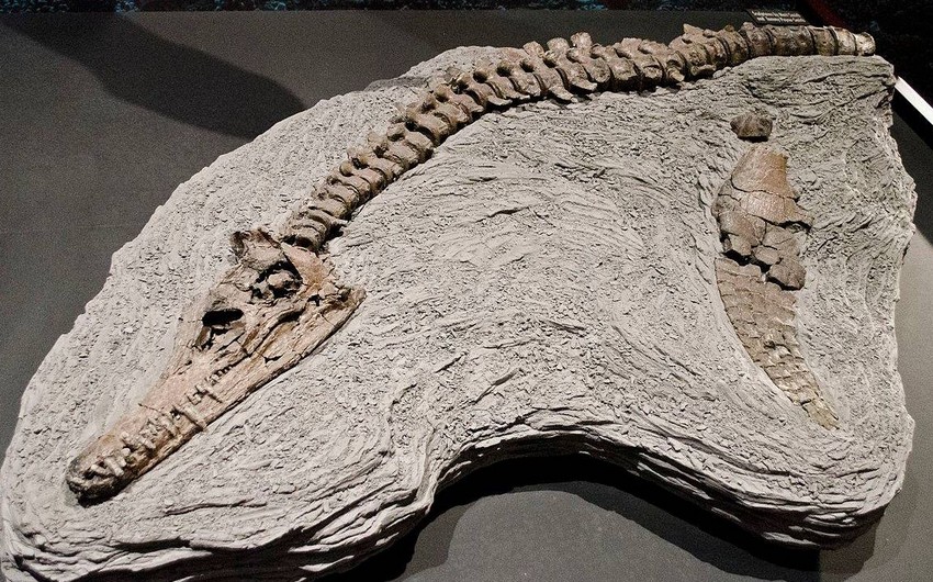 Remains of unknown dinosaur species discovered in China