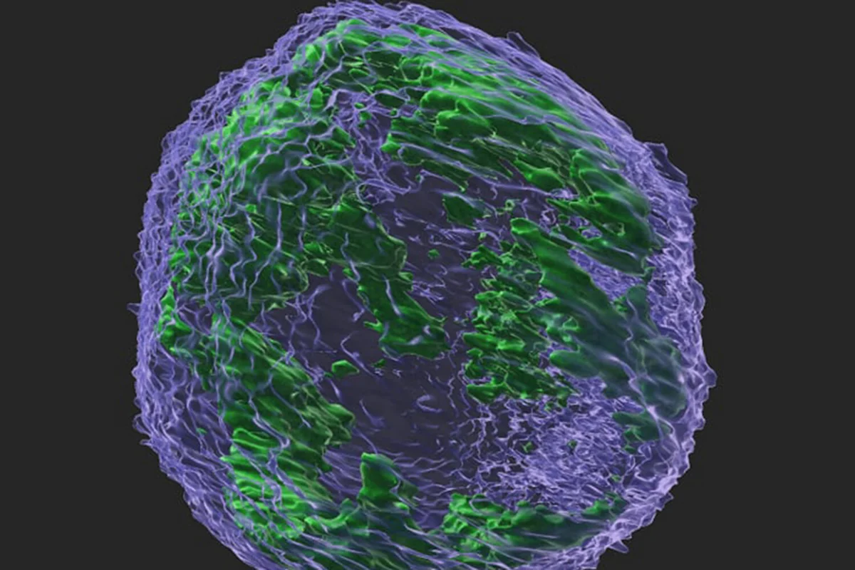 Scientists find natural substance stopping spread of cancer cells