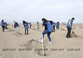 Baku hosts tree-planting campaign dedicated to Year of Japan-Azerbaijan Friendship