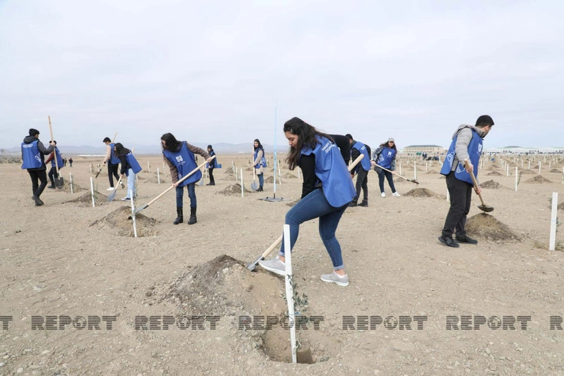 Baku hosts tree-planting campaign dedicated to Year of Japan-Azerbaijan Friendship