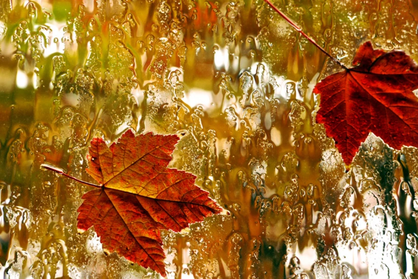 Day of onset of autumn in Azerbaijan declared