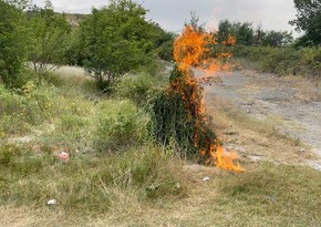 Ağsuda 1 tondan artıq çətənə kolu yandırılıb