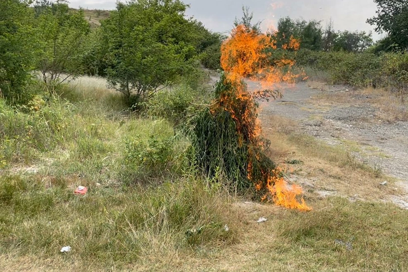 Ağsuda 1 tondan artıq çətənə kolu yandırılıb