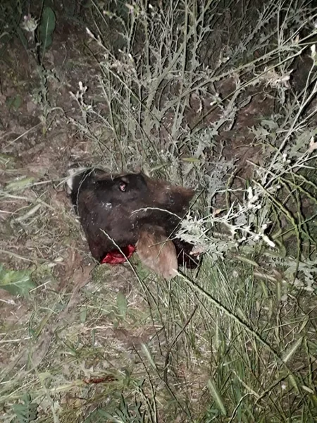 Ağcabədidə ölmüş vəziyyətdə kəsilən heyvan cəmdəyi aşkarlanıb