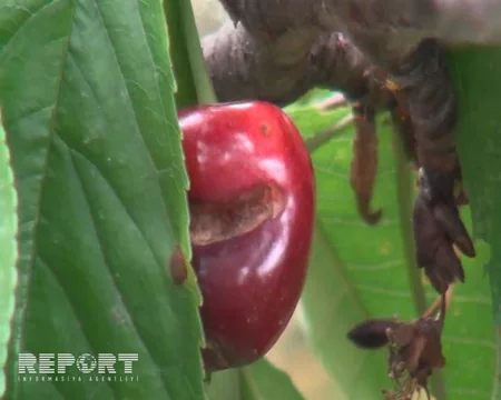 Şimal bölgəsində güclü yağış gilas bağlarına ziyan vurub - FOTO