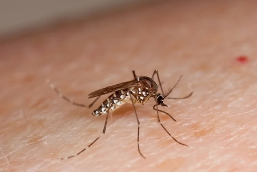 Çilidə Zika virusuna yoluxan ilk şəxs müəyyən olunub
