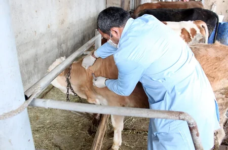 Şabranda heyvanlar arasında profilaktik tədbirlər davam etdirilir