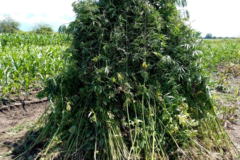 Balakəndə 4 ton narkotik vasitə məhv edilib