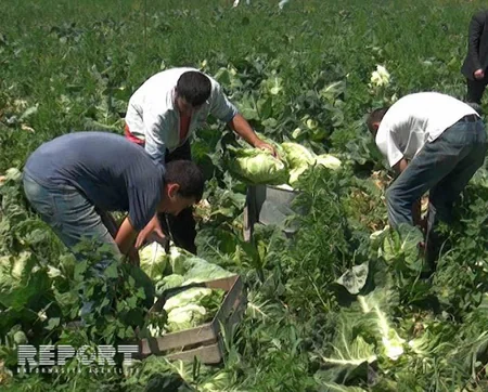 Ağdaşda yazlıq kələm yığımına başlanıb