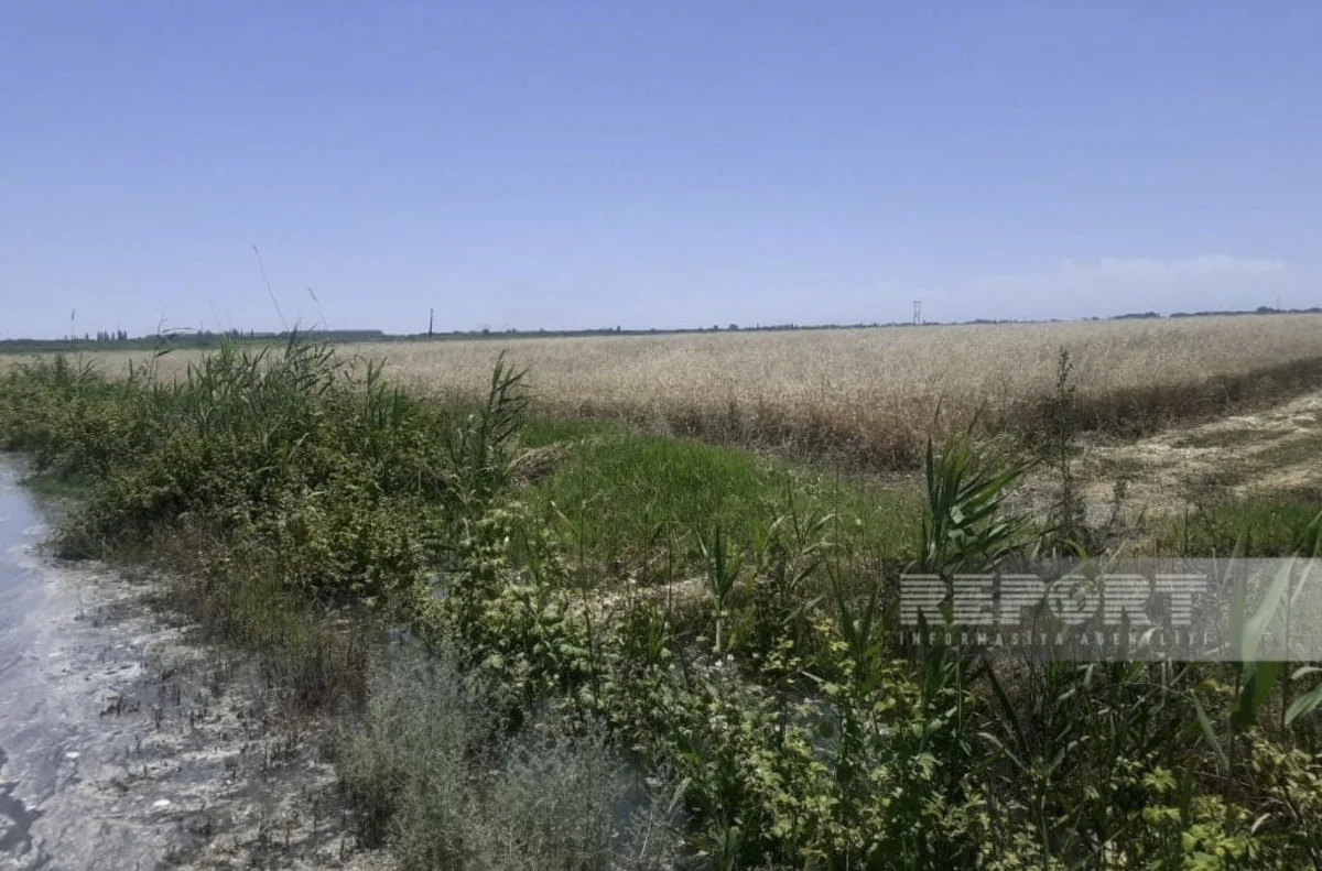 Yevlaxda Qarabağ kanalının bəndi dağılıb, sahələri su basıb