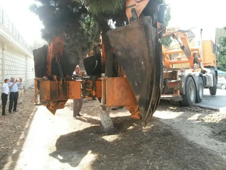 Bakıda yol tikintisi ilə bağlı 34 ağac köçürülür
