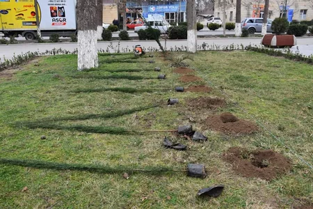 В Имишли проведена акция по посадке деревьев