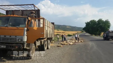​İsmayıllıda yük avtomobili 70 baş qoyunu vurub - FOTO