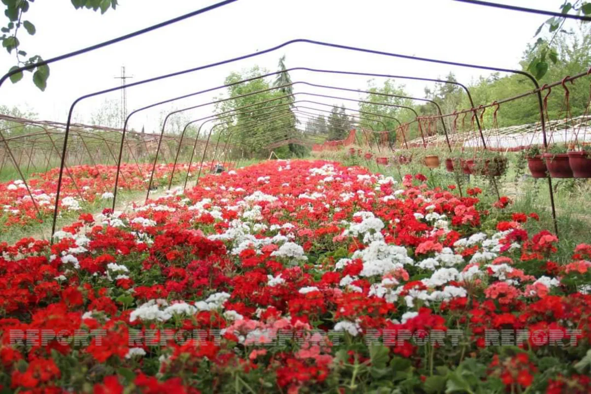 Gəncədə Ekoloji Park Kompleksi yaradılır