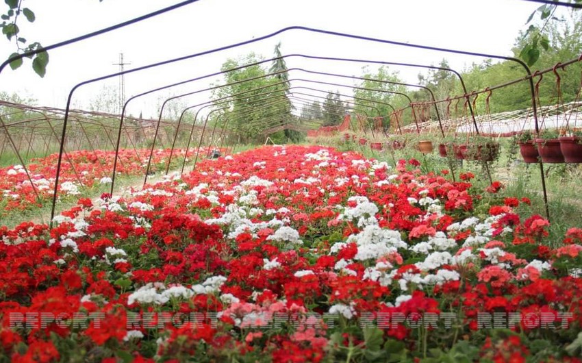 Ecological Park Complex to be established in Azerbaijan's Ganja