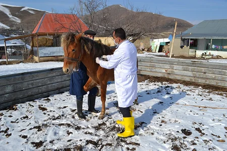 Daşkəsəndə epizootiya əleyhinə profilaktik tədbirlərə başlanılıb