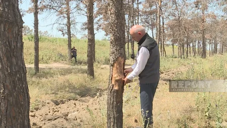 ETSN rəsmisi: Qurumuş Eldar şamlarının yerinə yeni ağaclar əkilir