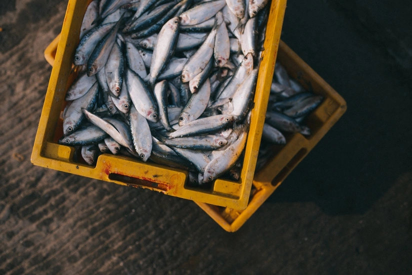Azerbaijan plans to export fish products to Britain
