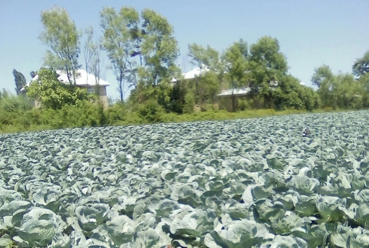 Azərbaycanda yeni bitki sort və hibridlərinin sınaqları davam etdirilir