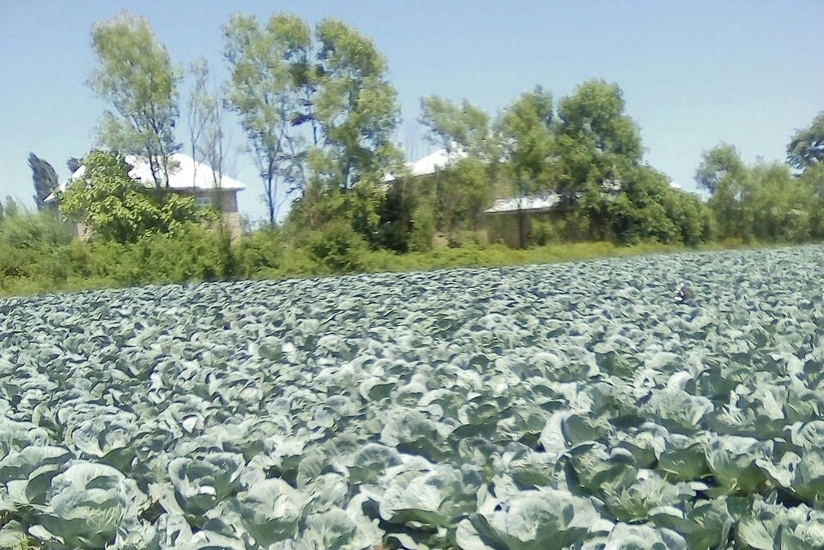 Azərbaycanda yeni bitki sort və hibridlərinin sınaqları davam etdirilir