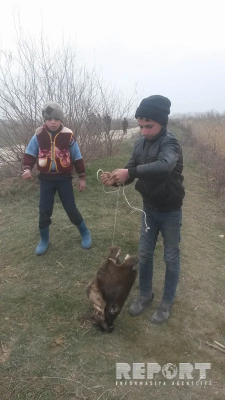 Xaçmaz kanalında çoxlu sayda kəsilmiş at başı aşkar olunub - FOTO