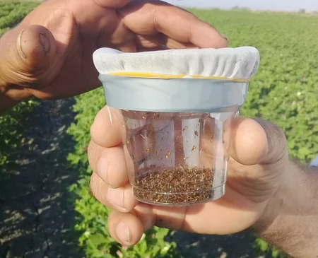 Fitosanitar Xidməti iki rayonda bioloji mübarizə tədbirlərinin ikinci mərhələsinə başlayıb