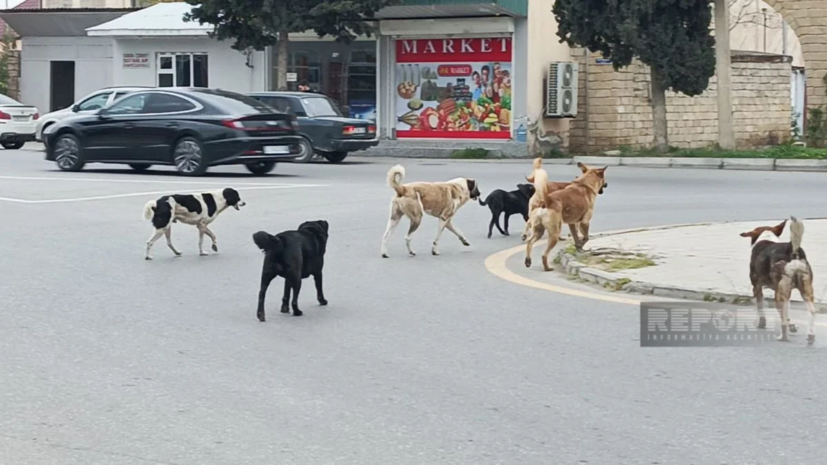 Xaçmaz sakinlərinin narahatlığı - Sahibsiz itlərlə bağlı hansı tədbirlər görülür?