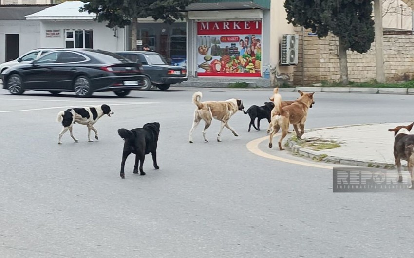 Xaçmaz sakinlərinin narahatlığı - Sahibsiz itlərlə bağlı hansı tədbirlər görülür?