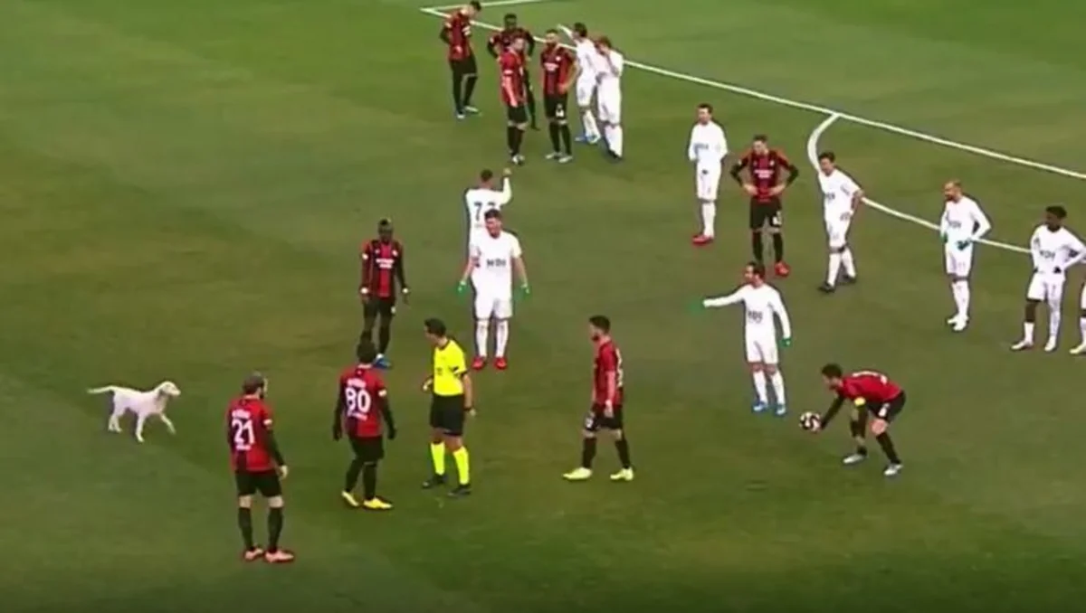Собака стала главной звездой футбольного матча - ВИДЕО