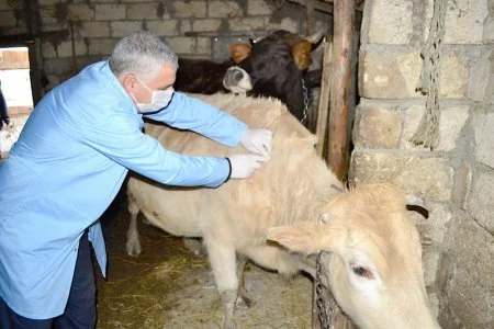 Ağdaşda epizootiya əleyhinə profilaktik tədbirlər aparılır
