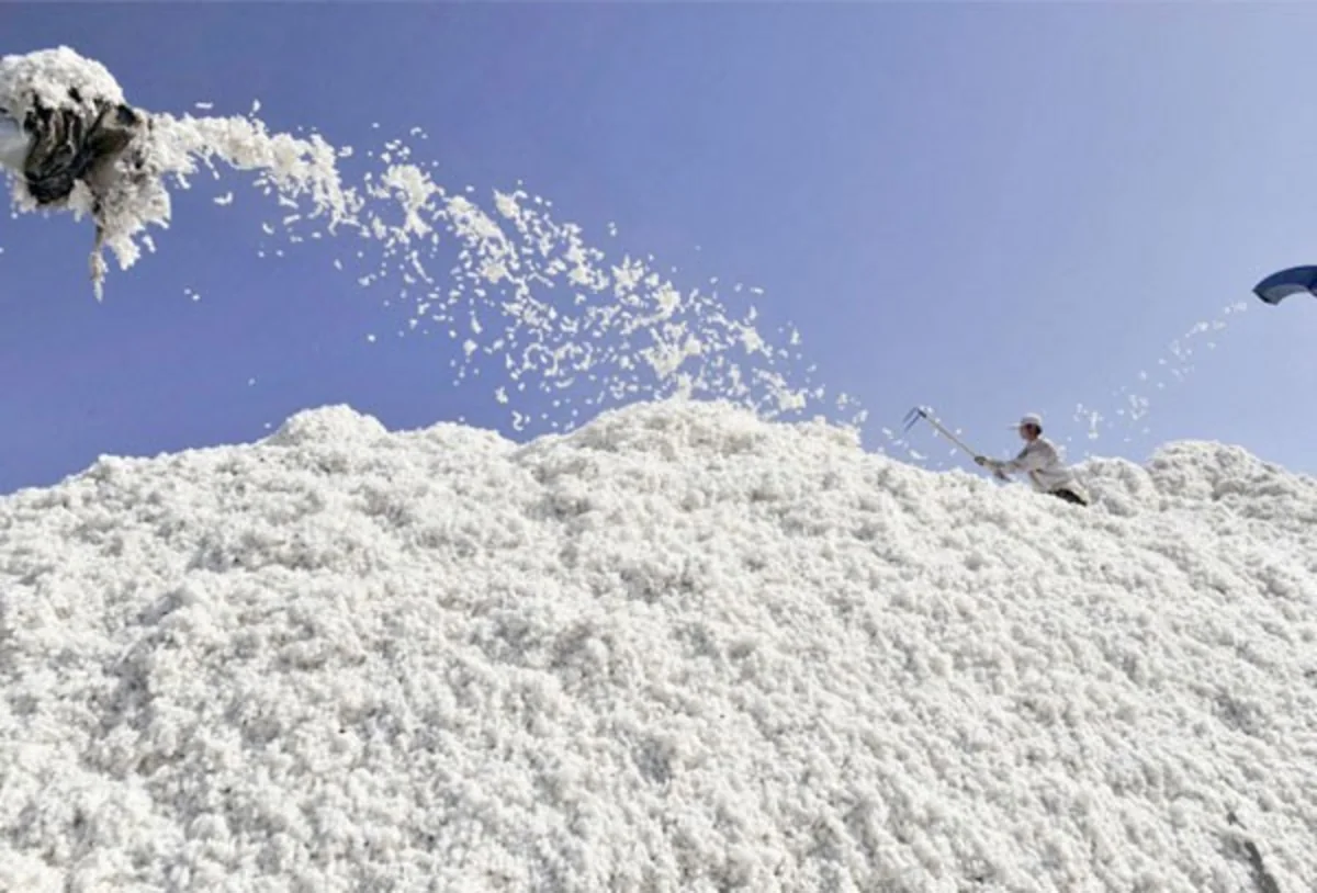 Azərbaycanın 10 rayonunda pambıq tədarükü məntəqələri tikiləcək