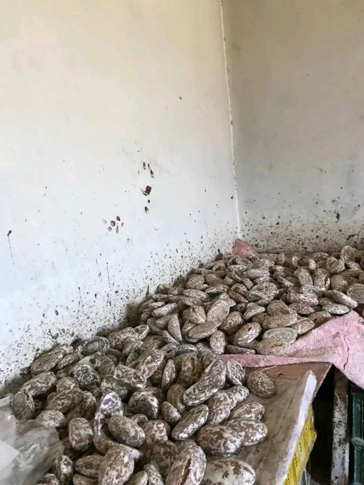 Sabunçuda qanunsuz işləyən un məmulatları sexi aşkarlanıb