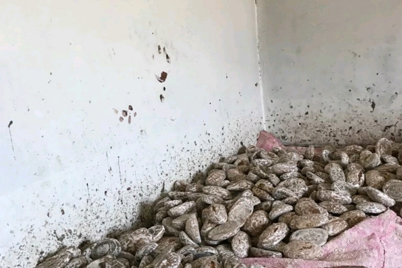 Sabunçuda qanunsuz işləyən un məmulatları sexi aşkarlanıb
