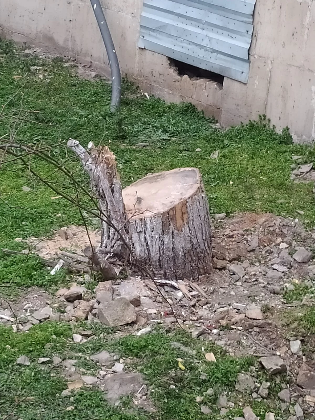 Sumqayıt, Hacıqabul və Samuxda ağaclar qanunsuz kəsilib