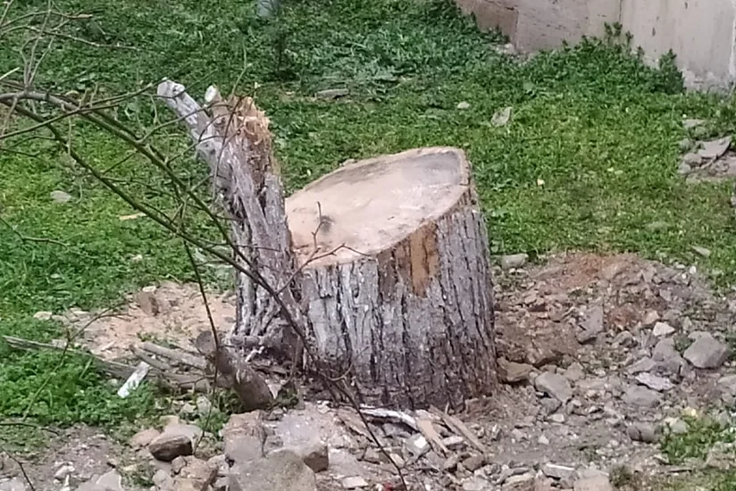 Sumqayıt, Hacıqabul və Samuxda ağaclar qanunsuz kəsilib