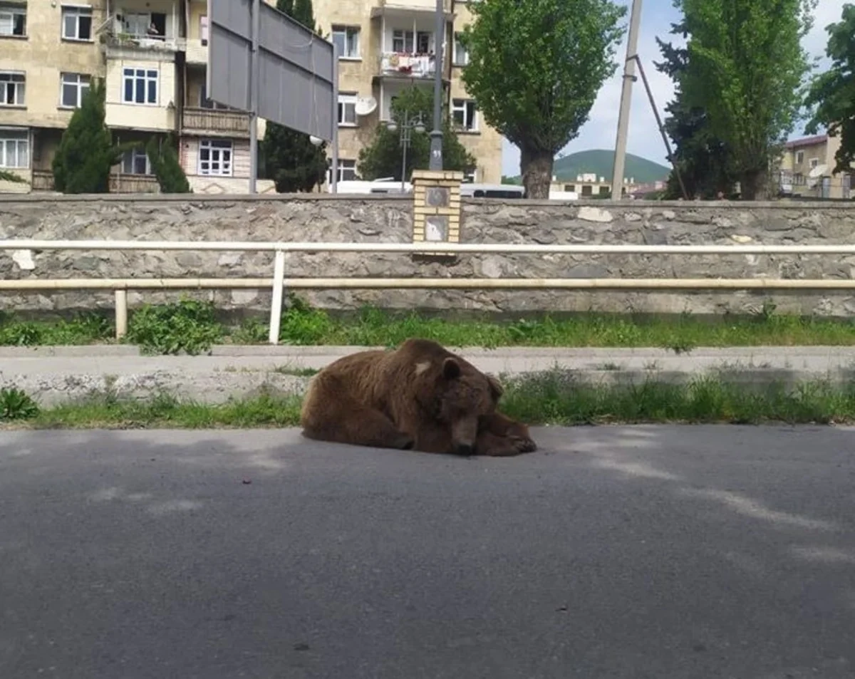 Пойманного в центре Шеки медведя увезли в центр реабилитации - ВИДЕО - ОБНОВЛЕНО