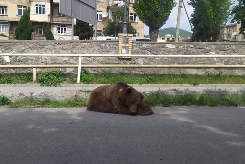 Пойманного в центре Шеки медведя увезли в центр реабилитации - ВИДЕО - ОБНОВЛЕНО