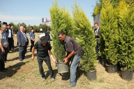 Gəncədə ağacəkmə aksiyası keçirilib