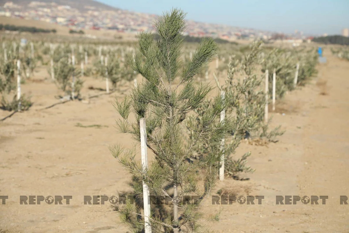 Azerbaijan embarks on massive tree planting campaign: over 1.6M trees to be planted
