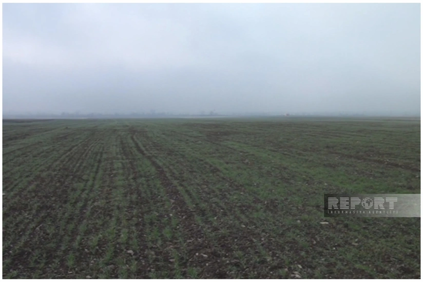 Oğuzda taxıl sahələrinə daraşan siçanabənzər gəmiricilər təsərrüfatlara ziyan vurur