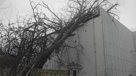 Salyanda 100 yaşlı ağac aşıb 