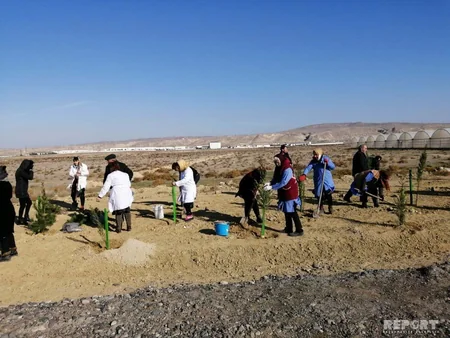 Payız ağacəkmə kampaniyası Şirvan şəhərində davam etdirilib