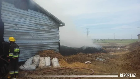 Cəlilabadda fermada yanğın oldu - VİDEO