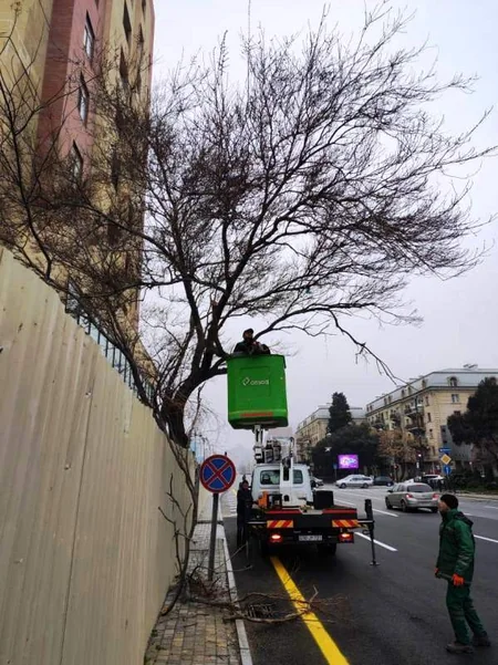 Qarşıdan gələn yaz mövsümü ilə bağlı Bakıda ağaclar əkilir
